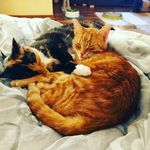 Lilly Beyer - @lillylovelycat - Instagram
