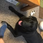 Lillybeyer - @lillyluvsnakes - Instagram