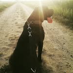 lilly block - @lilly_love__horses - Instagram