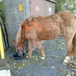 lilly Block - @lilly_und_ihr_pferd_julia - Instagram