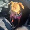 Lilly Bowen - @leah.the.staffy - TikTok