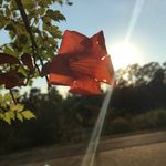 @lilly_cain - Instagram
