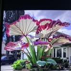 Lily Castillo - Facebook
