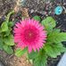 Lilly Chastain - Facebook
