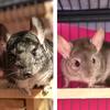 Lulu & Lilly - @lululillychinchilly - TikTok