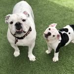 Lilly Clement Moomoo - @piggy_lilly_clement_in_texas - Instagram