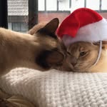 Cody & Lilly - @cody.lilly.burmese.1119 - Instagram