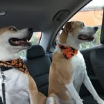 Cody & Lilly - @cody.and.lilly.the.huskies - Instagram