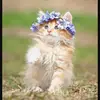😎cool cat Cody 😸 - @lillycody_rocks - TikTok