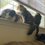 Lilly, Bella and Tink Colvin - @3_kentucky_cats - Instagram