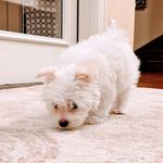 Lily Colvin - @lily_the_pup___ - Instagram
