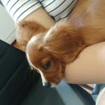Lilly Dills - @lilly_dills_the_cavalier - Instagram