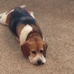 Lilly Dillon - @lillythedog55 - Instagram