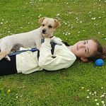 Lily dougherty - @lilydougherty_dogs - Instagram