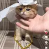 Nguyễn Kiều Dung - @lillydougherty - TikTok
