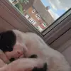 Lilly the Delivery Driver - @deliverypeoplex - TikTok