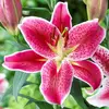 lillyfarris112 - @lillyfarris112 - TikTok