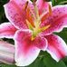 Lilly Fields - Facebook