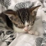 lilly freeman - @lillythekitten08 - Instagram