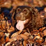 Lilly Freeman 🐶 - @little_brown_lilly_ - Instagram