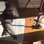 Lilly & Giles - @gillycatventures - Instagram