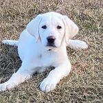 Lilly Bean Gillespie - @lilly_bean_dogge - Instagram