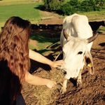 Lilly's Cattle - @lilly_gillespie_ - Instagram