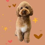 Lilli Goldstein - @lilliansdogs - Instagram