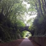 Lilly Greenery - @lilly_greenery - Instagram