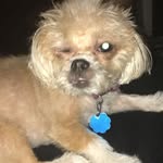 Lilly Gutierrez-Jusino - @lillythegangstapup - Instagram