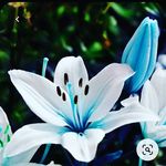 LILLY GUYZ - @lillyguyz - Instagram