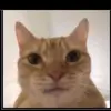 Lillianna - @lillyhammer05 - TikTok