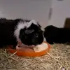 Lilly Hammer - @lilly.hammer5 - TikTok
