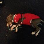 lilly harrison - @lillyharrison17 - Instagram