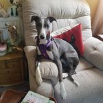 lilly harrison - @harrisonlilly39 - Instagram