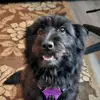 Luna the doggy - @lilly.hatfield7 - TikTok
