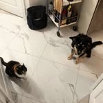 Lily & Kinsey - @sillylilyandwhimsykinsey - Instagram