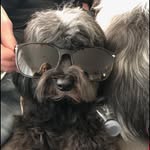 Lilly Malone - @lilly_the_cute_dogg01 - Instagram