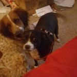 Lilly McCarty - @lillythecutepup - Instagram