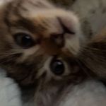 Lilly McCarty - @lillymae_6386 - Instagram