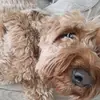 darcie lily - @darcie.lilly.mooney - TikTok