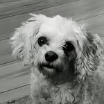 Lily Mooney - @lilythedoggydiva - Instagram
