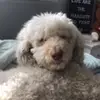 lillymullen009 - @lilly_lulu288 - TikTok
