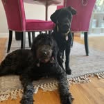 Stormy & Lilly Mullen-Dishington - @stormy.and.lilly - Instagram