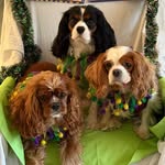 Lilly, Tucker, & Murphy - @misslillythecav - Instagram
