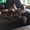 lily.murphy_ - @lily.murphy_ - TikTok