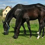 Lilly Neumann - @lilly_love_horses_and_dogs - Instagram