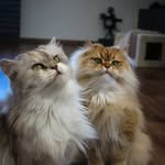 Lilly und Norman - @lilly.and.norman - Instagram