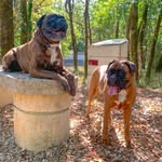 🐾Norman&Lilly-Rose🐾 - @boxerbesties_norman_lillyrose - Instagram