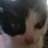 gay - @lillypainter481 - TikTok